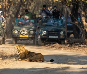 Gujarat Special Tour Temple, Statues & Wildlife