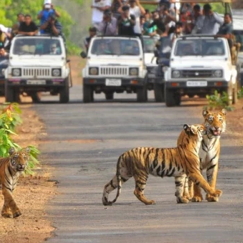 Jim Corbett & Nainital Group Tour Package